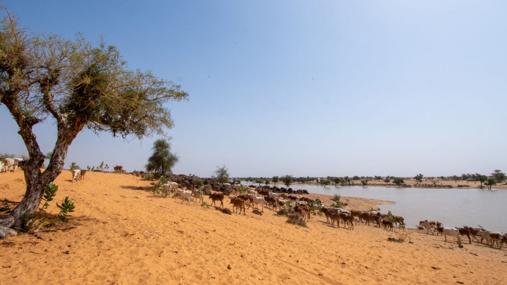 Dynamiques pastorales au Sahel : retour sur la table ronde consacrée au genre et à l&rsquo;inclusion
